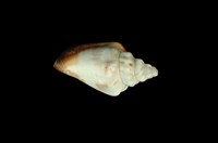 藏品(黑嘴鳳凰螺)的圖片